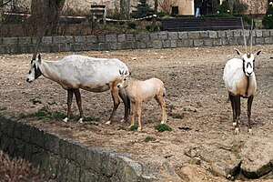 Arabische Oryx: Merkmale, Lebensweise, Ausrottung, Erhaltungszucht und Wiederaussetzung