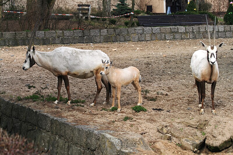 File:Oryx leucoryx Dvur zoo 3.jpg