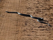 Egyptian cobra - Wikipedia