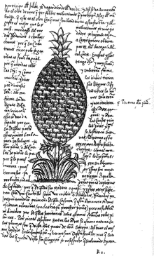 MS page from Oviedo's La Natural hystoria de las Indias. Written before 1535, this MS page is the earliest known representation of a pineapple.[8]