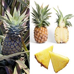 Ananas: Rakenne, Hedelmän koostumus, Historia