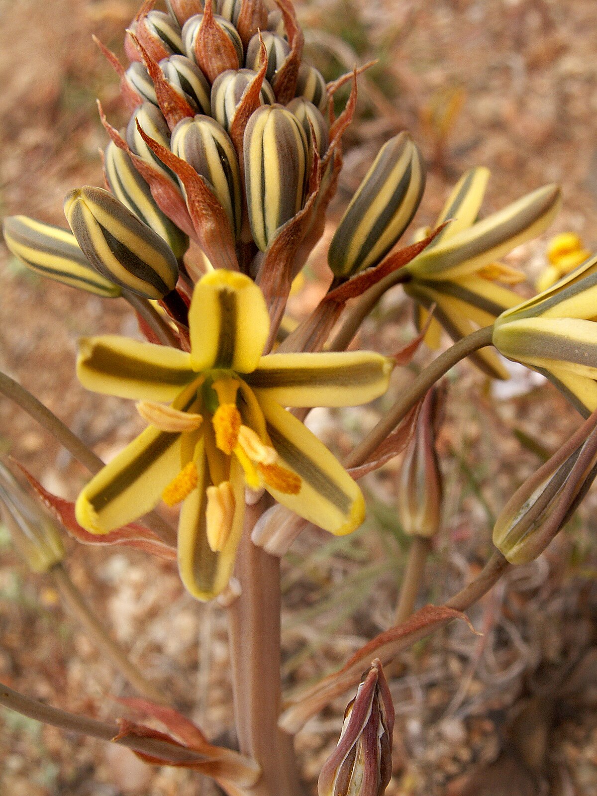 Albuca suaveolens