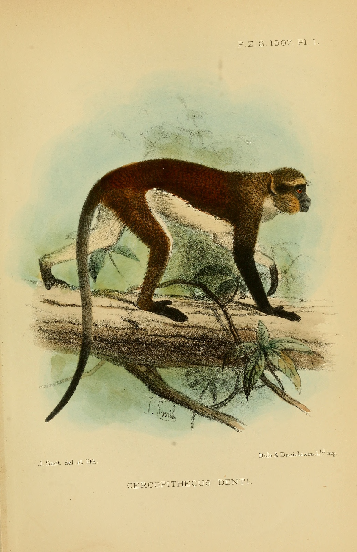 Mona monkey - Wikipedia