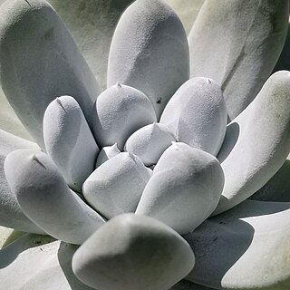 <i>Dudleya pachyphytum</i> Species of succulent plant