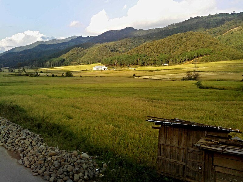 File:Paddy fields manipur.jpg