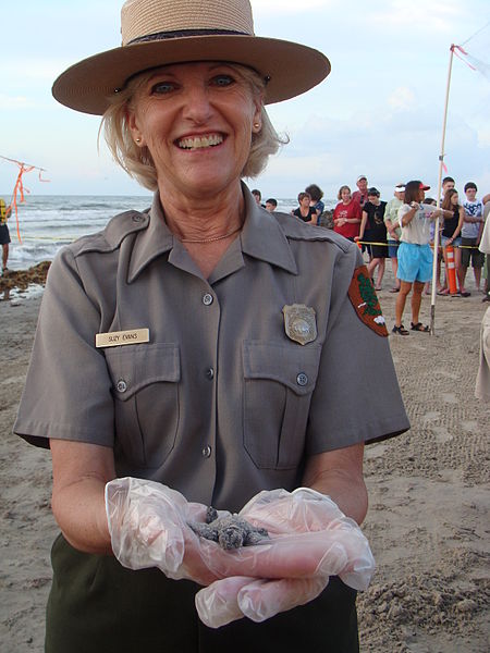 Datei:Padre hatchling Release June 2010 (3).JPG