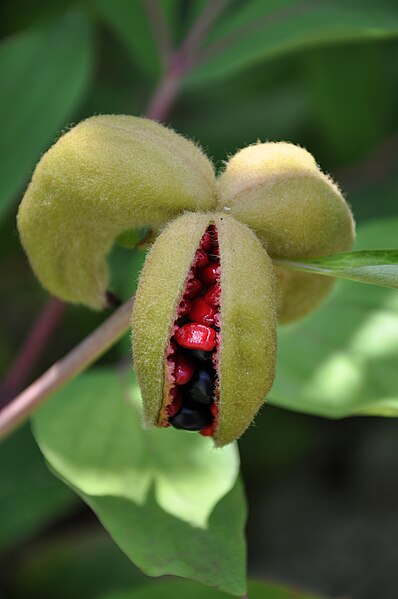 File:Paeonia mascula follicle.JPG