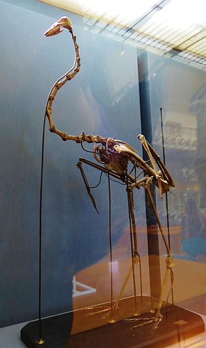 Palaeolodus ambiguus skeleton.JPG