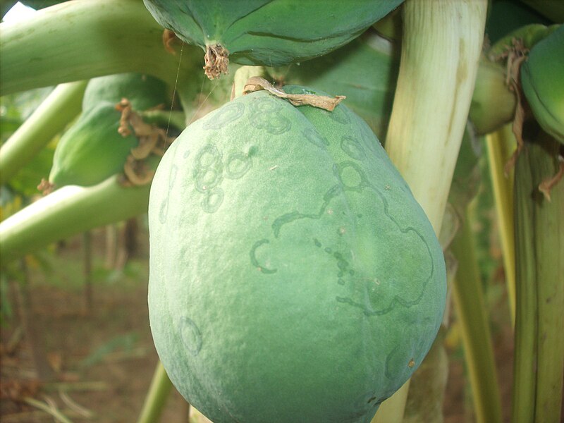 File:Papaya ringspot (PRSV) 3.jpg