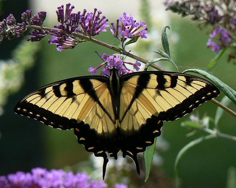 File:Papilio glaucus Eastern Tiger Swallowtail (male) 8.9.2009.jpg