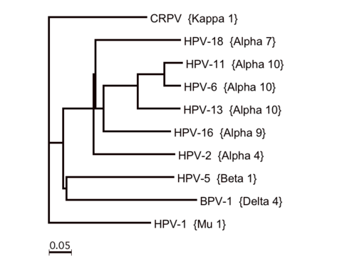 Selected papillomavirus types