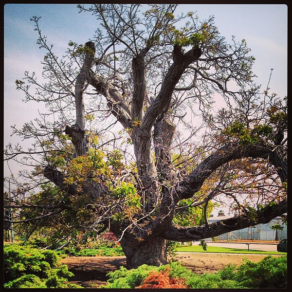 File:Paradox Hybrid Walnut Tree - California Historic Landmark 681.JPG