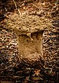 Parelstuifzwam (Lycoperdon perlatum) in ontbinding. (schutkleur). Locatie natuurterrein De Famberhorst.