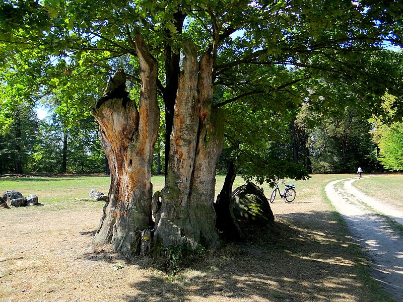 File:Park Mużakowski. Dąb Hermana.jpg