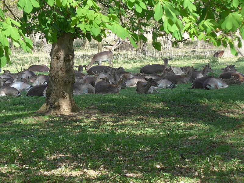 File:Park Veltrusy, daňčí obora.jpg