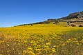 Parque Natural Sierra de las Nieves