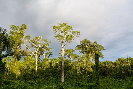 Vegetación en el parque nacional del Manu. Por Uriel caballero quispitupa Licencia: CC-BY-SA-4.0