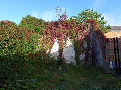 Parthenocissus quinquefolia - Wikipedia