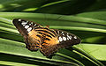 Parthenos sylvia (Clipper)