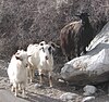 Пашминные козы.jpg