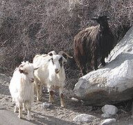 Chèvre: Étymologie et évolution de lappellation, Origine et domestication, Caractéristiques