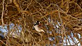 Passer melanurus -Namibia -male in tree-8.jpg