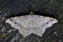 Peacock moth (Macaria notata).jpg