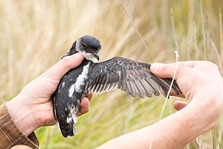 <span class="mw-page-title-main">Whenua Hou diving petrel</span> Subspecies of bird