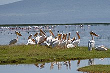 Great white pelicans loafing in Kenya Pelecanus onocrotalus -Kenya -several-8.jpg