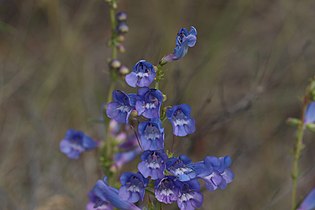 Penstemon speciosus