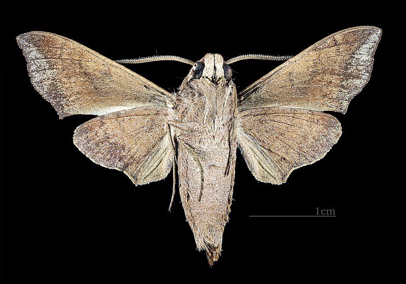 File:Perigonia lefebvraei MHNT CUT 2010 0 169 Mordazo Cuba male ventral.jpg