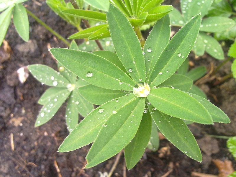 File:Perles d'eau sur une feuille de lupin à Grez-Doiceau 002.jpg