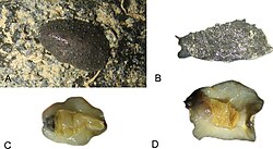 Peronia platei (10.3897-zookeys.972.52853) Figure 26.jpg