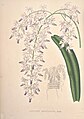 Aerides maculosa plate 33 in: Jean Jules Linden: Pescatorea Bruxelles (1860)