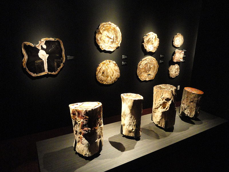 File:Petrified wood exhibit - Houston Museum of Natural Science - DSC02029.JPG