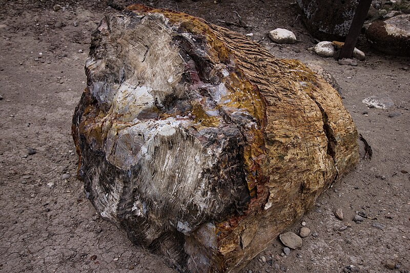 File:Petrified wood in Escalante Petrified Forest State Park 01.jpg