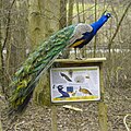 Pfau auf seinem Schild