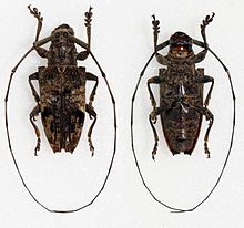 Pharsalia obliquemaculata (16046780007) .jpg