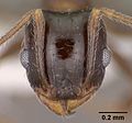 Pheidole ceres casent0102871 head 1.jpg