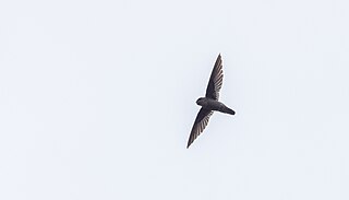 <span class="mw-page-title-main">Philippine swiftlet</span> Species of bird