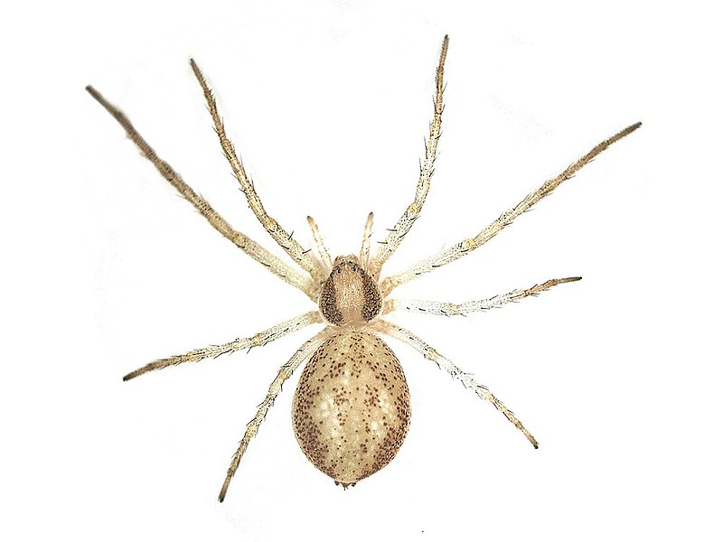 File:Philodromus albidus - rufus (Philodromidae) - (female imago), Elst (Gld), the Netherlands.jpg