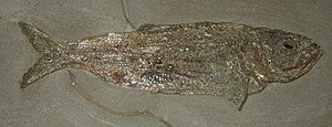 Tyyppilaji Pholidophorus bechei Mustasta Jurasta Urwelt-museossa Hauff Holzmadenissa.