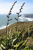 Phormium tenax