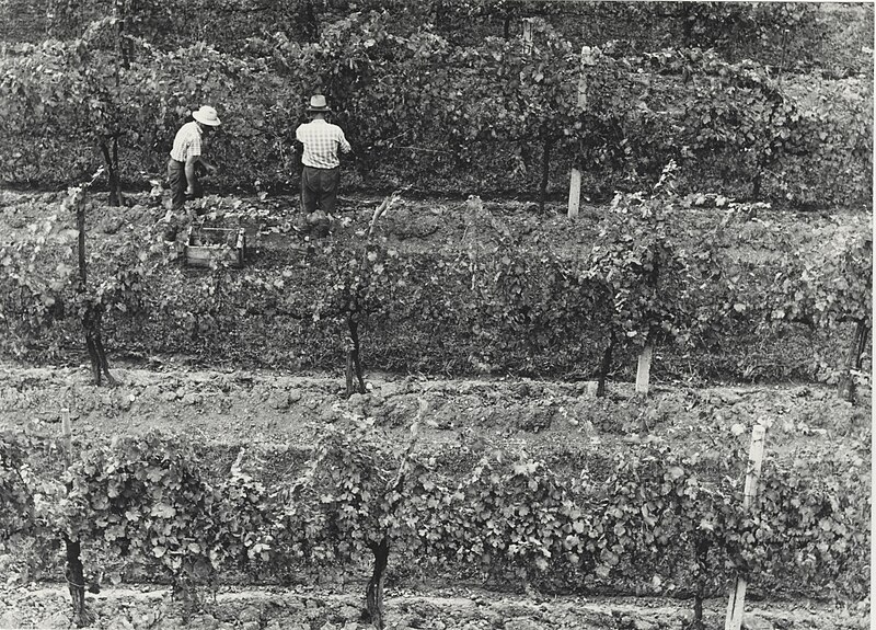 File:Photo Grape harvest in a typical Valdobbiadene vineyard 1961 - Touring Club Italiano 1.3002.jpg