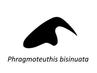 <i>Phragmoteuthis</i> Extinct genus of molluscs