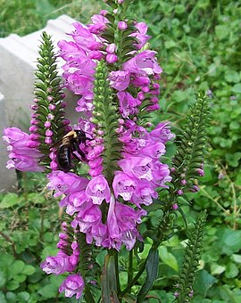 Drejeblomst (Physostegia virginiana) Foto: LinBow