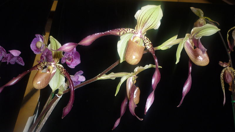 File:Picture Orchidaceae Collection 04.JPG
