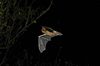 pipistrellus flight1.jpg