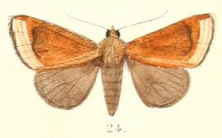 <i>Nikara</i> Genus of moths