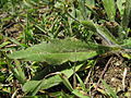 Plantago myosuros leaf2 (15273306806).jpg